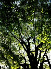 Low angle view of trees