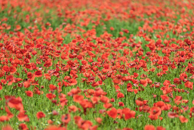 Close-up of red flowers on field