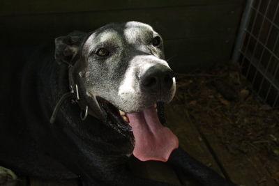 Close-up of dog looking away