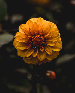 Close-up of yellow flower