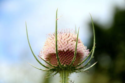 Close-up of thistle against sky