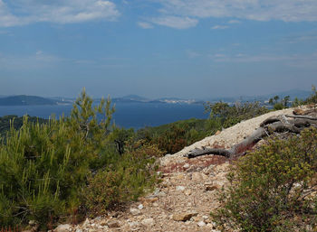 Plants growing on land against sky