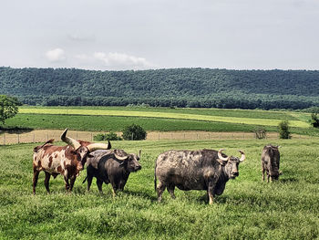 Herd of sheep on field