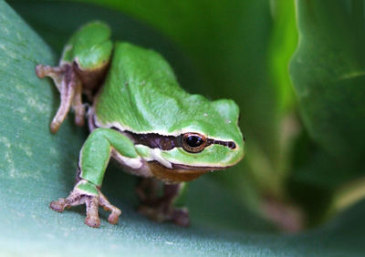 Close-up of frog on leaf