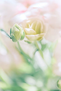 Close-up of flower