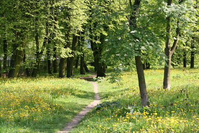 Scenic view of forest