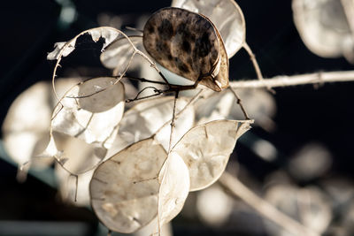 Close-up of wilted plant