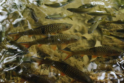 Fish swimming in sea