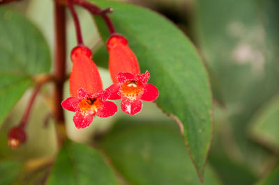 Close-up of red flower