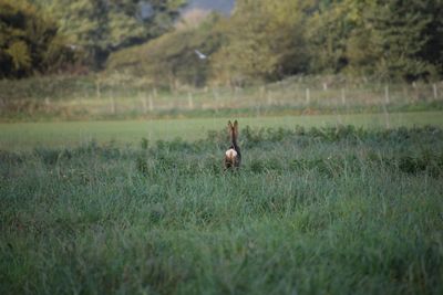 Horse on field