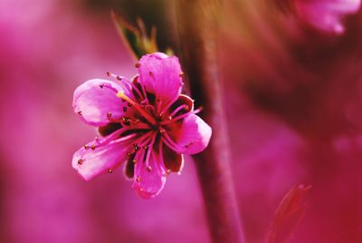 Close-up of peach tree