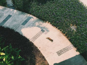 High angle view of trees