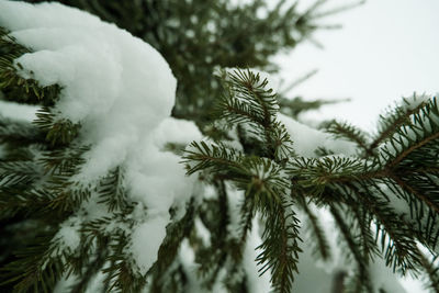 Close-up of pine tree during winter