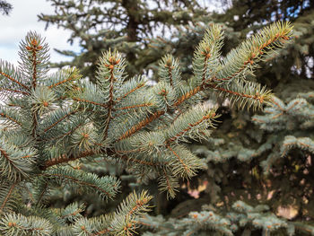 Ovaries of vernal growing cones on a colorado blue spruce branches. the fir-needle at the background