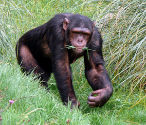 Portrait of chimpanzee