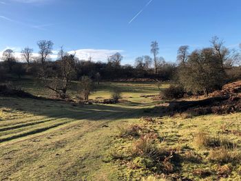 Trees on field against blue sky