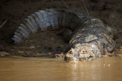 Closeup portrait of black caiman melanosuchus niger entering water pampas del yacuma, bolivia.