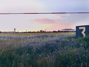 Scenic view of field against sky during sunset