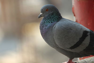 Close-up of pigeon perching