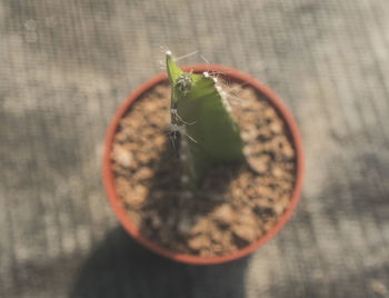 High angle view of potted plant on table