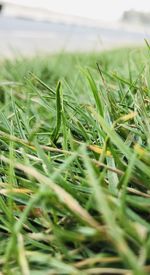 Close-up of crop growing on field