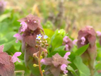 Close-up of honey bee on flower