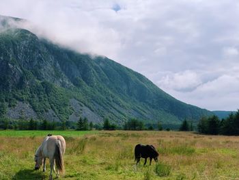 Horses grazing in a field