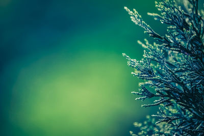 Close-up of flowering plant