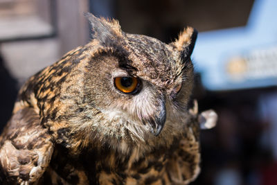 Close-up of portrait of eurasian eagle owl