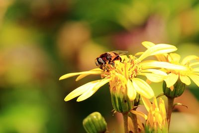 Close-up of bee on yellow flower