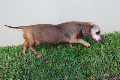 Side view of dachshund dog on field by wall