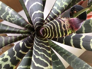 Close-up of succulent plant growing in corridor