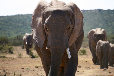 Close-up of elephant on field