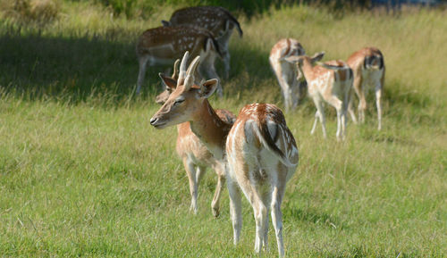 Fallow deers on the meadow of a farm.