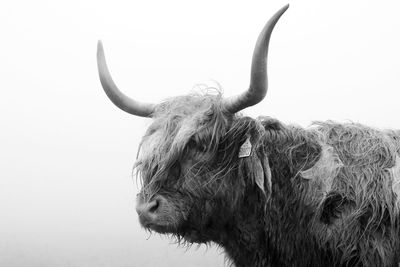 Close-up of a highland cattle