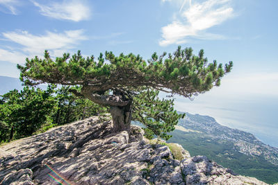 Trees growing on rock against sky