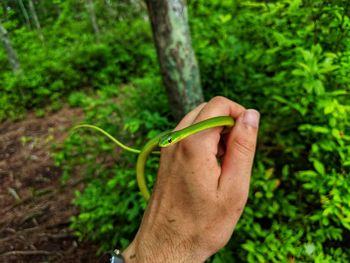Close-up of hand holding plant