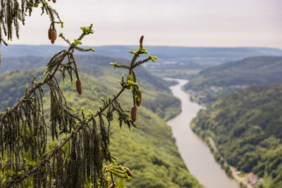 Close-up of plant against river