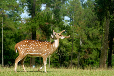 Side view of stag on grassy field against trees