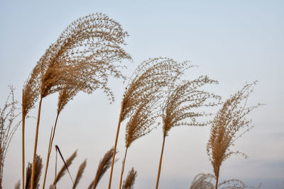 Low angle view of reeds against clear sky