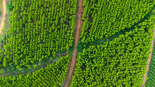 Close-up of agricultural field