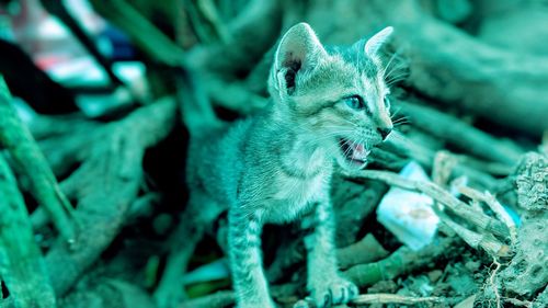 Close-up of cat on plant