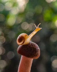 Close-up of snail