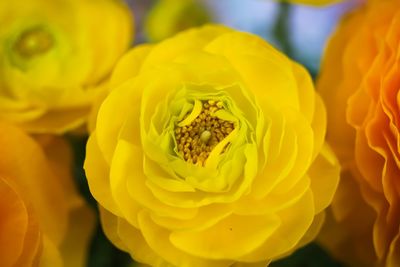 Close-up of yellow flowering plant