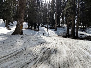 Trees on snow covered landscape