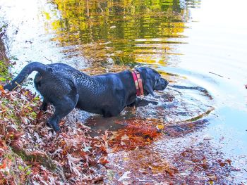 Side view of dog in water