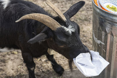 Isolated closeup portrait of a myotonic goat eating garbage on a tennessee, united states farm