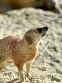 Close-up of a rabbit on rock