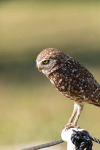 Adult burrowing owl athene cunicularia perched outside its burrow on marco island, florida