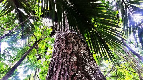 Low angle view of trees in forest